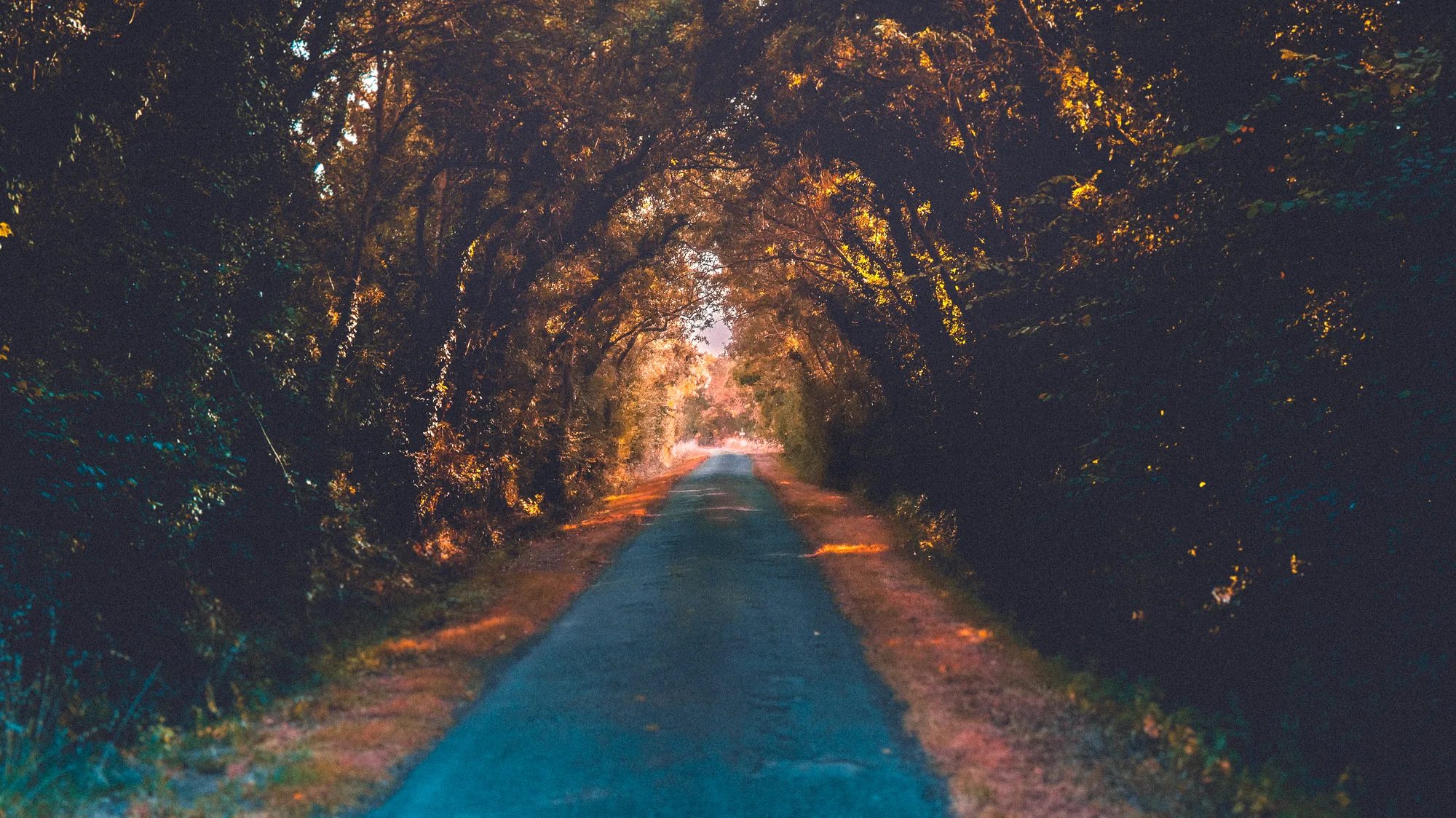 Une route se perd sous une voûte d'arbres