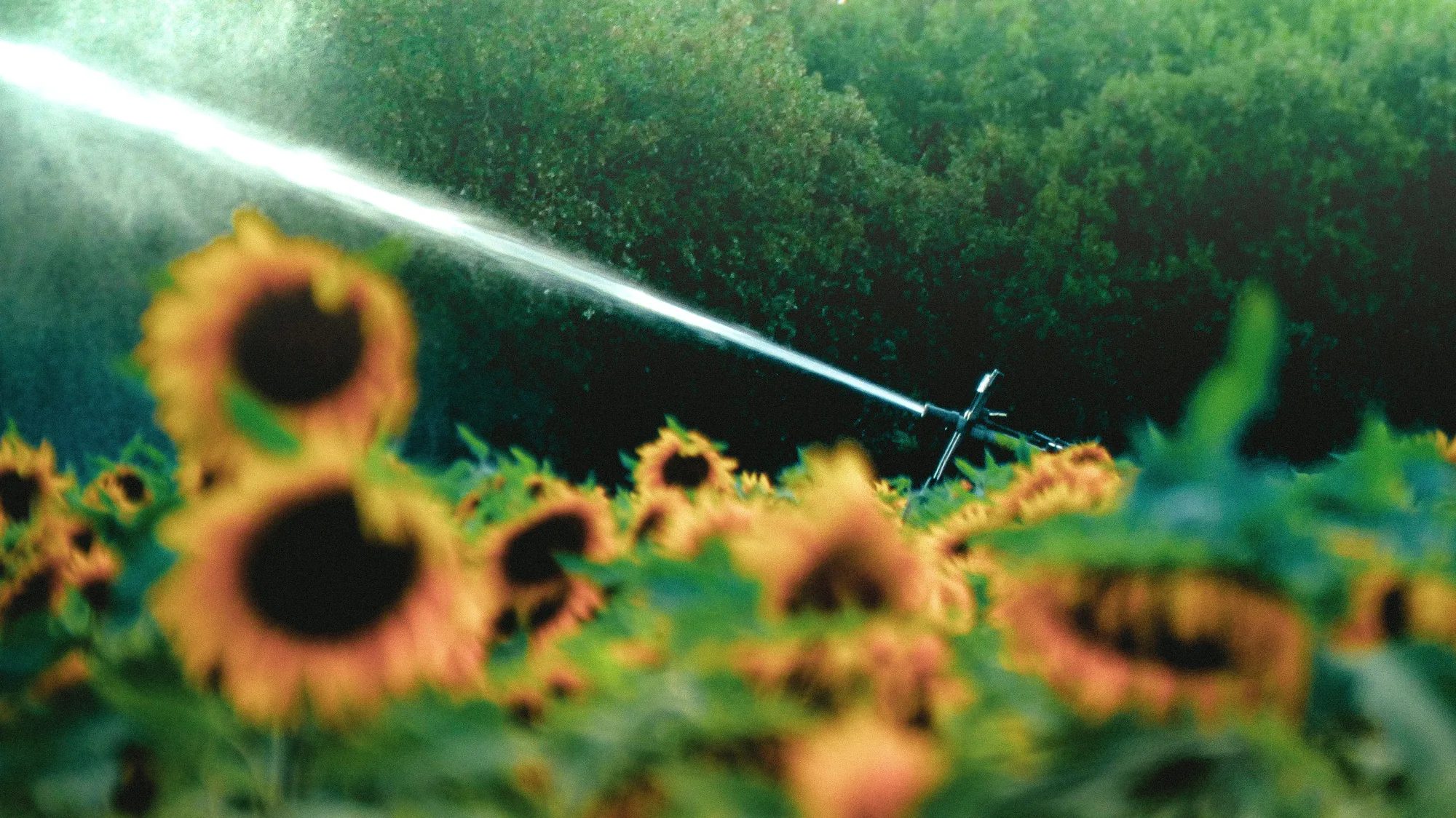 Des tournesols sous la pluie fine d'un arrosage d'été